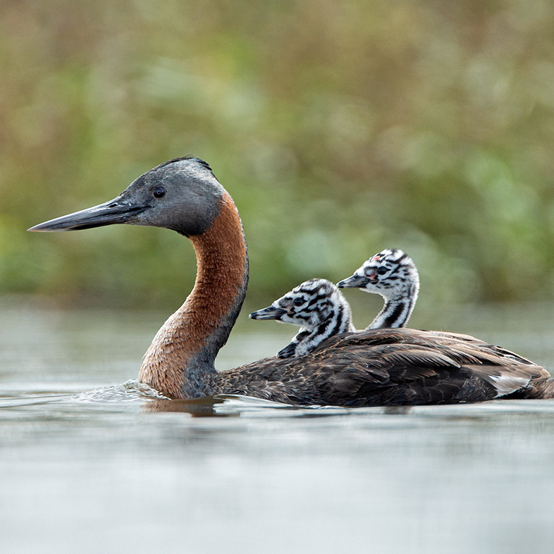 patos