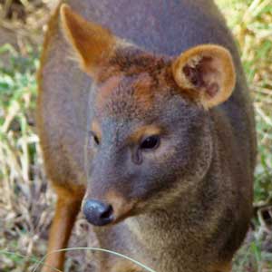 pudú