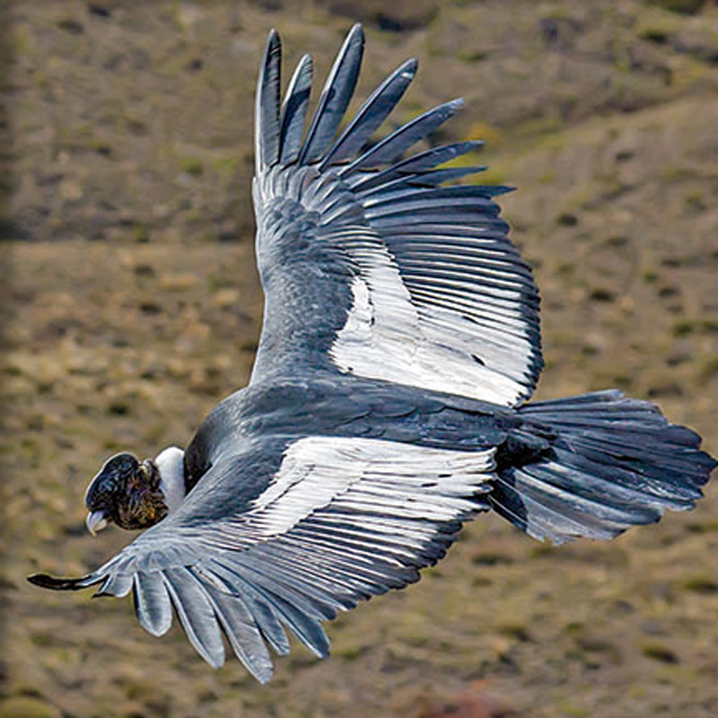 condor