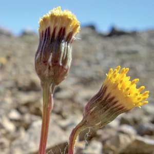 Senecio del cerro Carbón