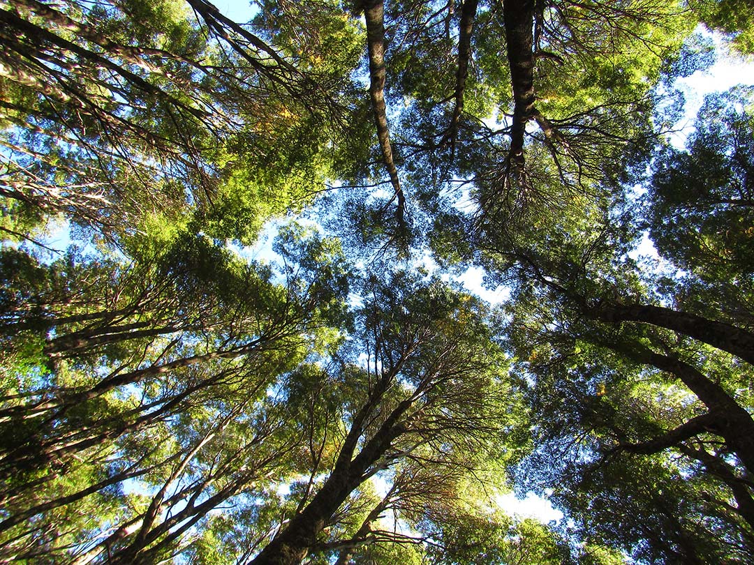 bosque de coihue