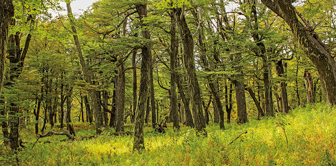 bosque de lengas