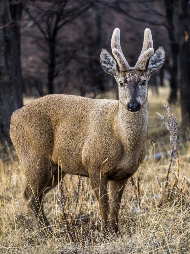 un-huemul