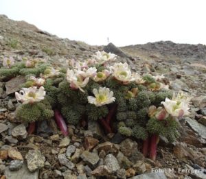 flor de seda