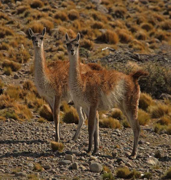 guanacos