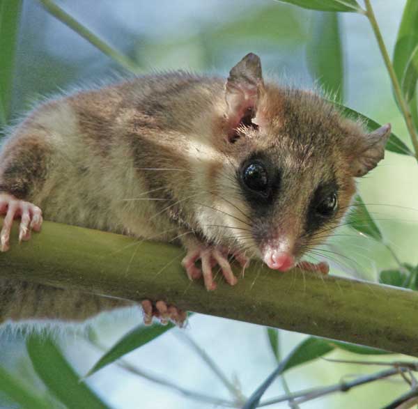 monito del monte